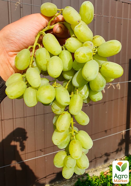 Виноград кишмиш "Ленд Крузер" (укорененный саженец в контейнере) - фото 5