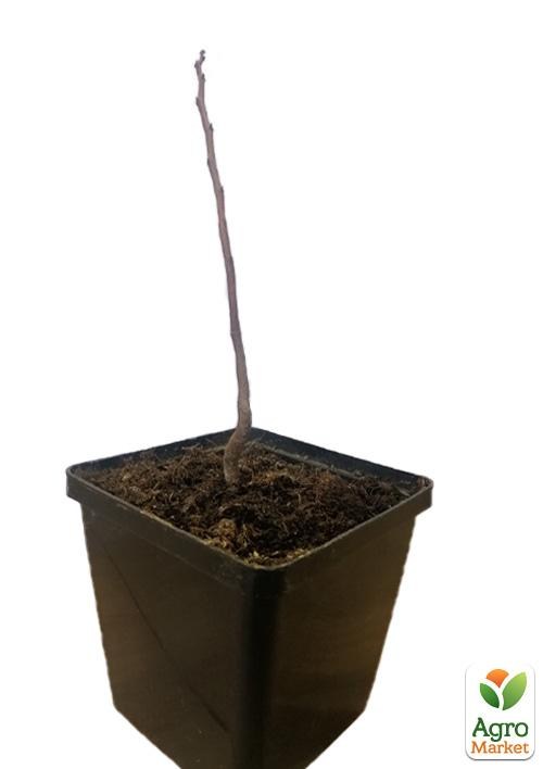 Азіміна трилоба "Бананове дерево" (перехресне запилення, вік саджанця 1 рік, садити по 2 шт) - фото 2