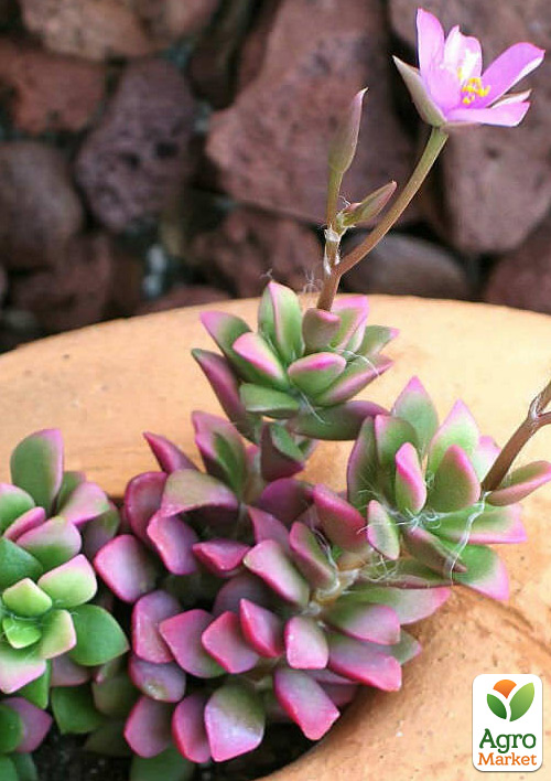 Сукулент Анакампсерос червоний "Rubra" - фото 5