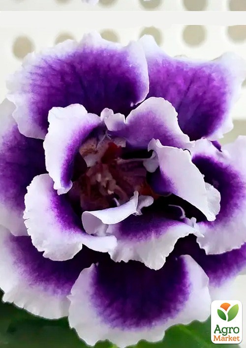 Глоксиния "Брокад F1" сине-белая ТМ "Профессиональные семена" 100шт