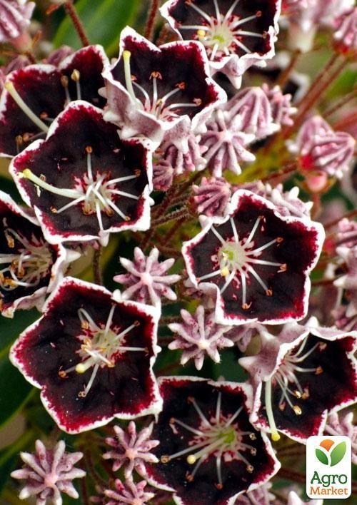 Кальмия latifolia "Mitternacht" (Midnight)