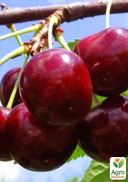 Черешня "Гермередорфская" (летний сорт, поздний срок созревания)
