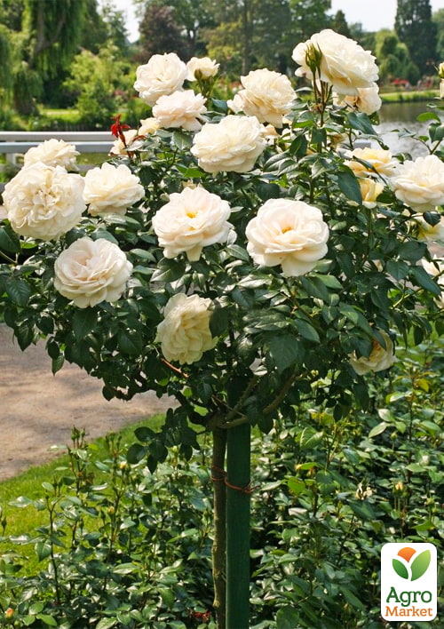 LMTD Роза на штамбе цветущая 3-х летняя "Royal White" (укорененный саженец в горшке, высота50-80см)