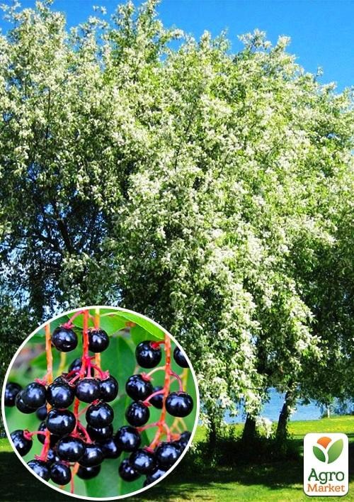 Черемуха "Обыкновенная" (ранний срок созревания) высота 50-100см