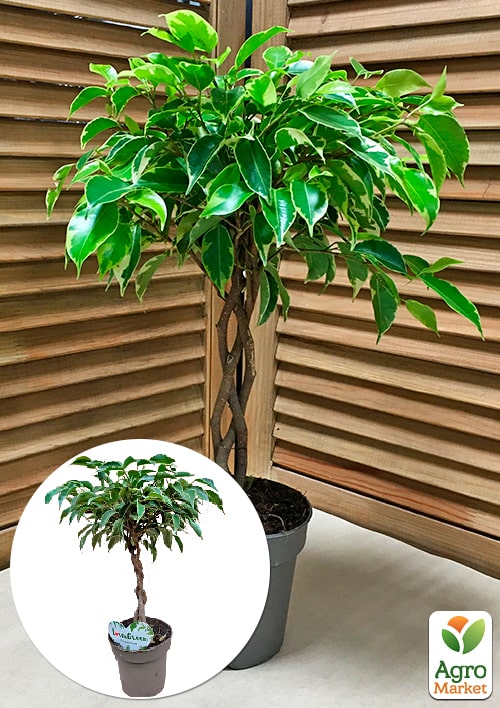 LMTD Фикус Бенджамина "Kumani" переплетенный ствол (высота 35-45см)
