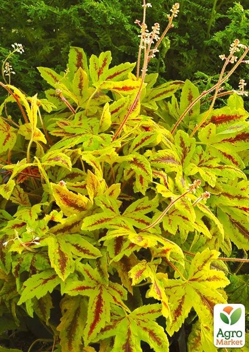 Гейхера (Heuchera) "Sunrise Falls" 