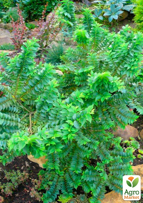 Вяз малый «Жаклин Хиллер» (подходит для формирования бонсай) высота 15-25см - фото 5