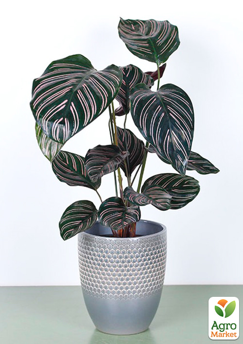 Калатея "Sanderiana" высота 35-45см