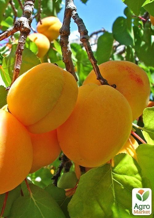 Абрикос "Хачалаба" (літній сорт, ранній термін дозрівання) - фото 4