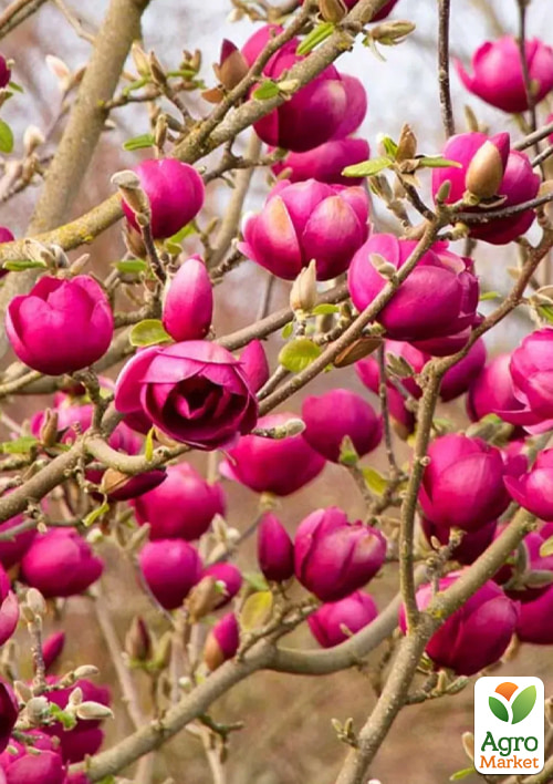 Магнолия 2-х летняя гибридная "Black Tulip" (высота 40-50см)