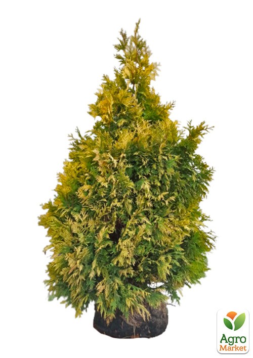 Туя западная "Yellow Ribbon" (ком/сетка) высота 120-140 см - фото 3