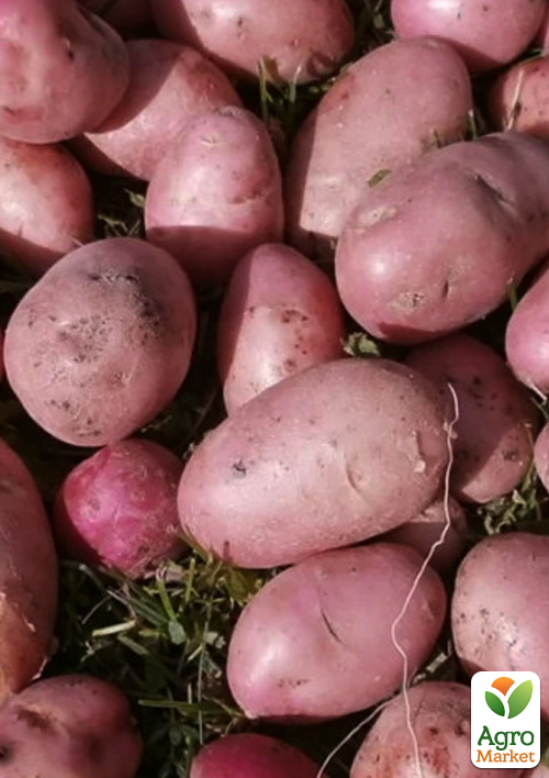 Картопля "Маніфест" насіннєва середньостигла (1 репродукція) 1кг