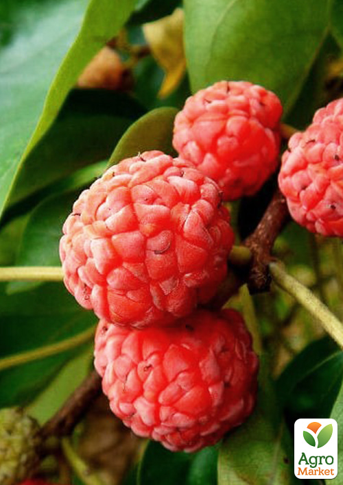 Кудрания "Mulle" (клубничное дерево) - фото 2