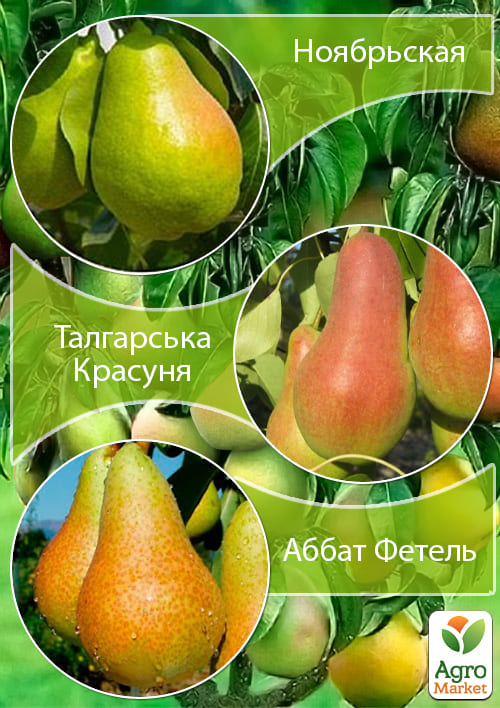 Дерево-сад Груша "Талгарская Красавица+Аббат Фетель+Ноябрьская" 