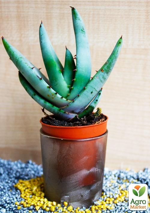 Суккулент "Алоэ" (Aloe marlothii) (Нидерланды)