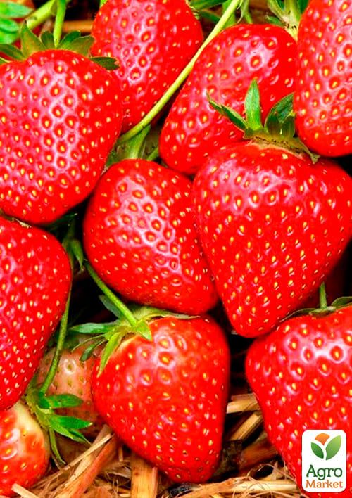 Полуниця "Вікторія" (ремонтантний сорт) - фото 6