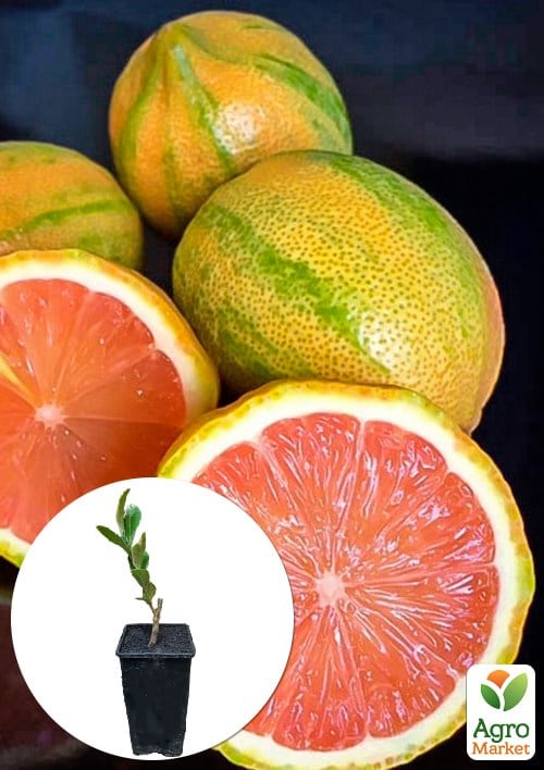 Лайм вариегатный "Tahiti Variegata" (очень сочный, ароматный плод)