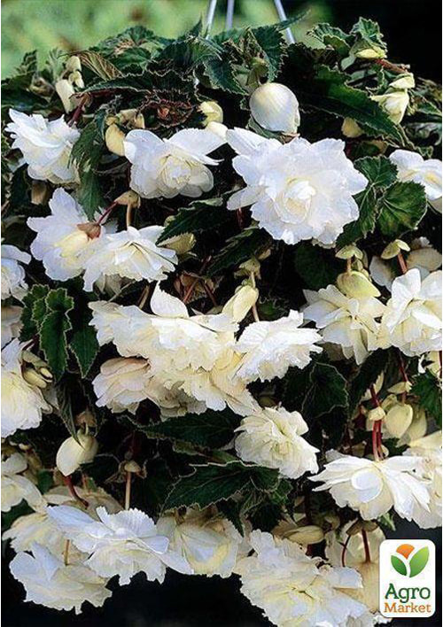 Бегонія ампельна "Каскад біла" 1 шт - фото 2