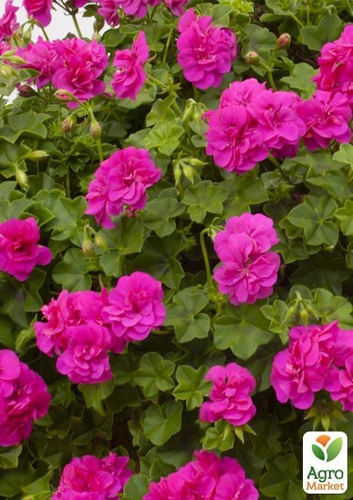 Пеларгония ампельная "Ivy Magenta" (контейнер № 10, высота 10-20 см)
