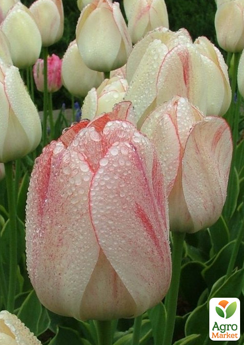 Тюльпан "Flaming Purissima"