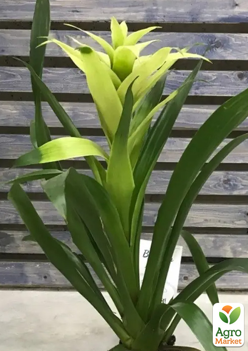 Гузманія біла (Guzmania sanguinea) "Bolero"