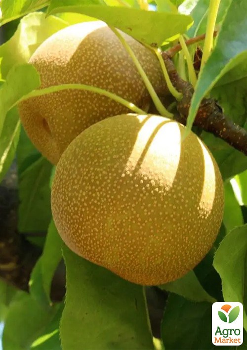 Груша азиатская "Хосуи" укорененная в контейнере (саженец 2 года) - фото 3