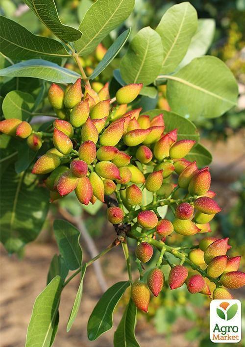 Фисташка "Альбина"  (средний срок созревания)