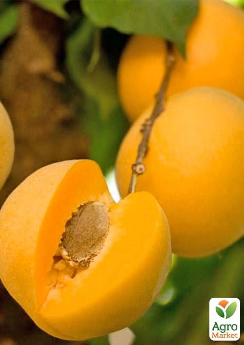 Абрикос "Медовый" (летний сорт, средний срок созревания) - фото 4