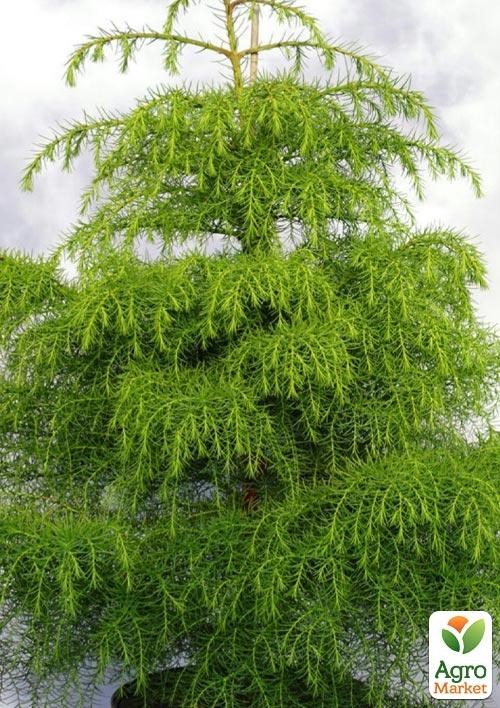 Криптомерия японская "Элеганс Виридис"(Cryptomeria japonica "Elegans Viridis") вазон Р9