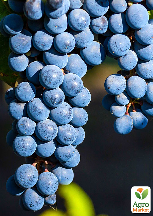 Виноград "Каберне Дорса" (средний винный сорт)