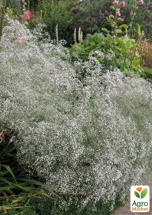 LMTD Гипсофила белая "Snow Flakes" высота 20-30см - фото 5