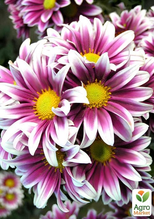 Хризантема мультифлора куляста "Fanfan Light"