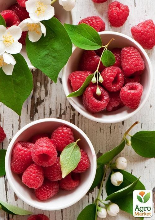 Эксклюзив! Малина светло-красная "Лори" (Lori) (премиальный ремонтантный сорт) - фото 2