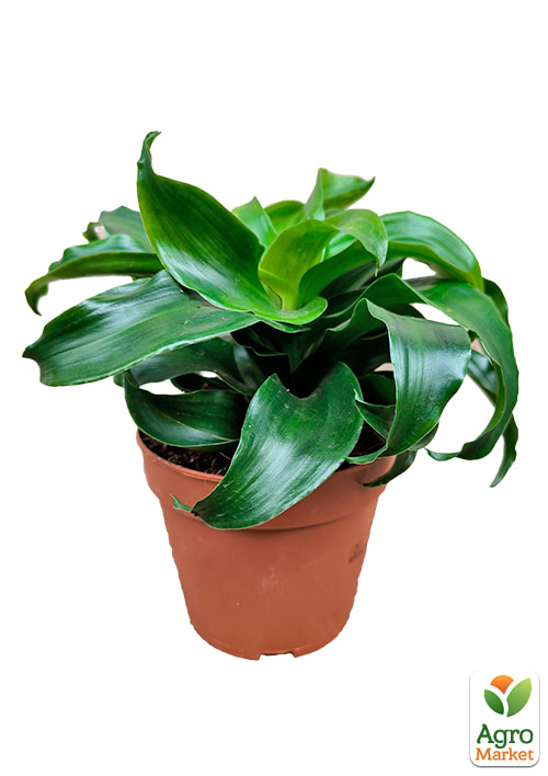 LMTD Драцена "Twist" (высота 20-30см) - фото 6
