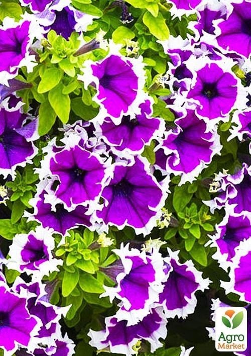 Сурфінія "Fanfare Eclipse" (контейнер № 10, висота 10-15 см)