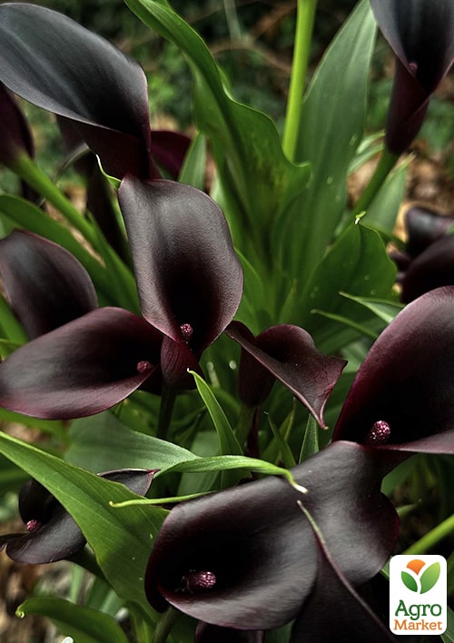 Калла "Odessa" 1шт в упаковці - фото 2