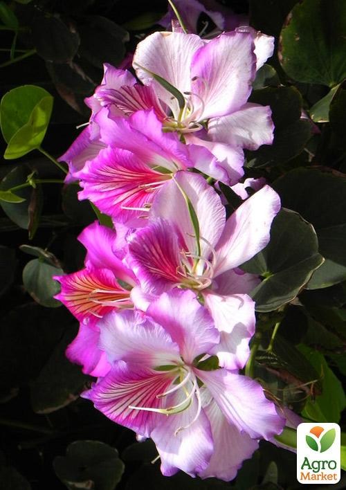 Баухиния "Орхидейное Дерево"