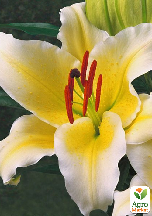 Лілія Гігант "Honeymoon" 1шт в упаковці