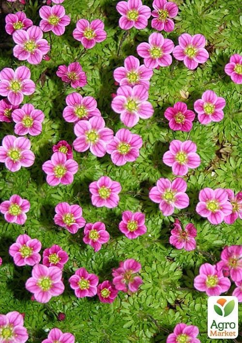 Ломикамінь Арендса "Рожевий Килим" - фото 3