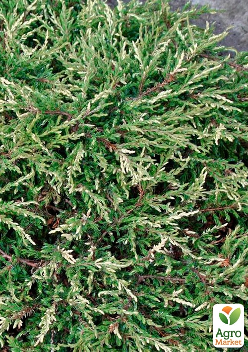 Можжевельник обыкновенный "Spotty Spreader" C2, диаметр 25-30см - фото 4