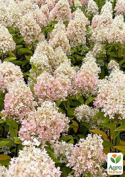 Гортензія 3-х річна волотиста "Magical Sweet Summer" - фото 4