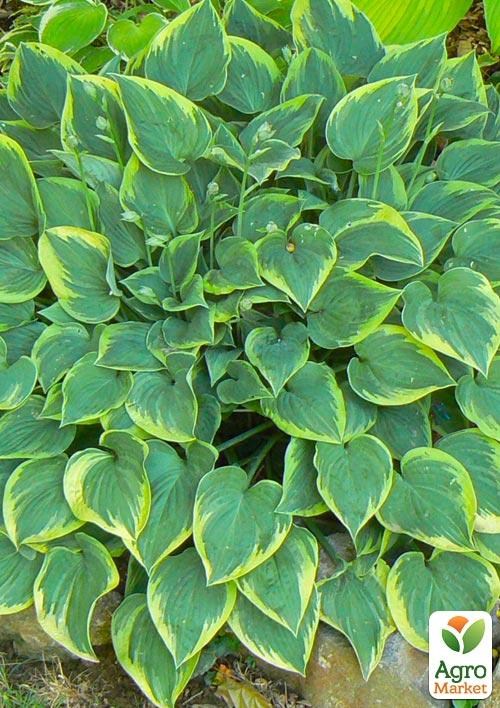 Хоста "Veronica Lake" 