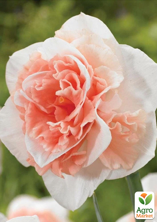 Нарцис "Delnashaugh"