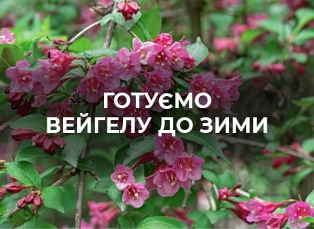 Уход за вейгелой осенью