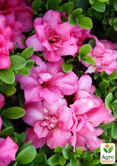 Рододендрон азалиевидный (Azalea  japonica) "Rokoko" C1, высота 30-50см - фото 3