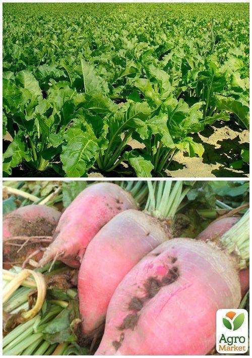 На развес Свекла кормовая "Киевская розовая" ТМ "Весна" цена за 15г - фото 2