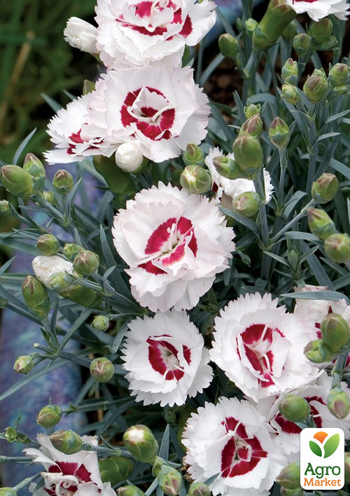 Гвоздика Махровая "Coconut Sundae" 