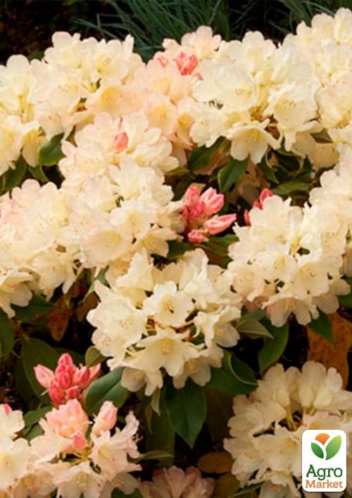 Рододендрон "Golden Torch" - фото 5