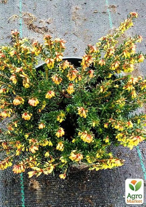 Эрика травянистая  "Rosalie" горшок P11 - фото 2