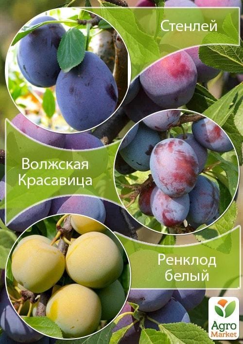 Дерево-сад Слива "Стенлей+Волжская Красавица+Ренклод белый"